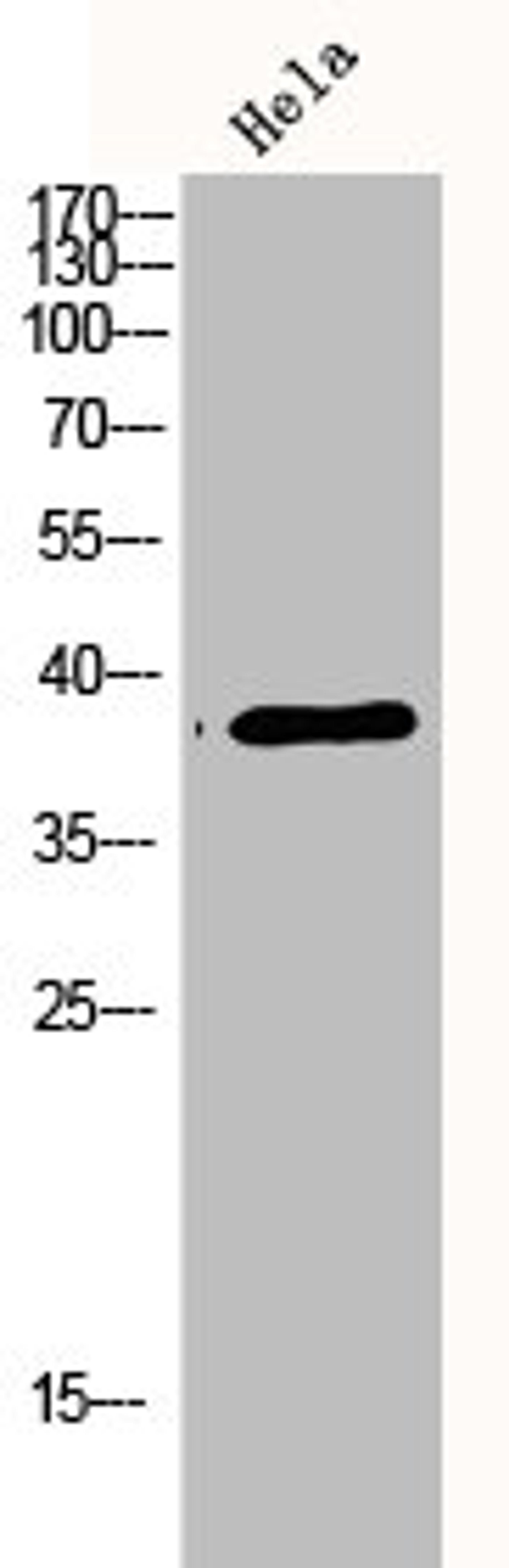 Western Blot analysis of hela cells using p38 Polyclonal Antibody