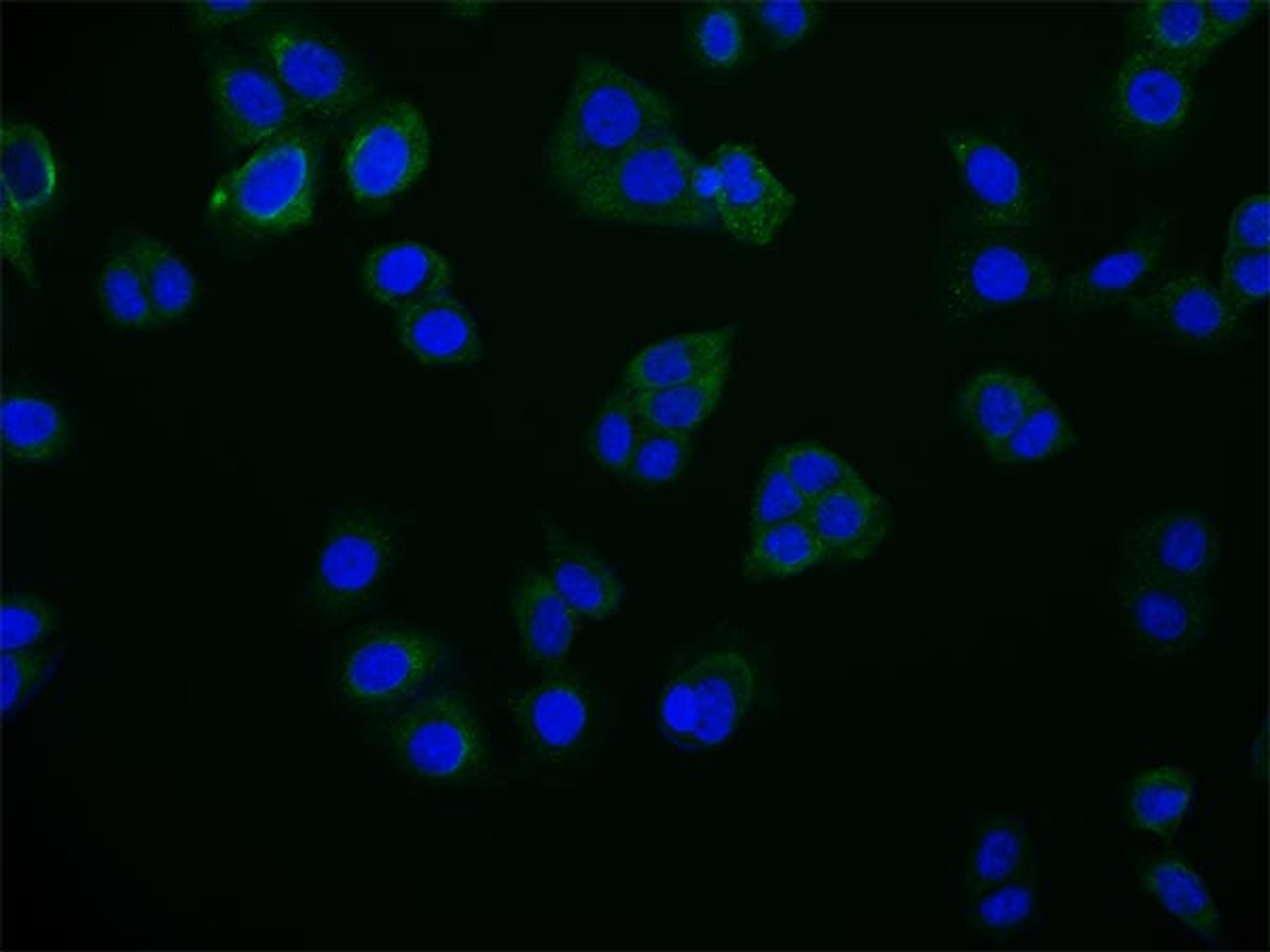 Immunofluorescence staining of PC-3 cell with CSB-RA284745A0HU at 1:50, counter-stained with DAPI. The cells were fixed in 4% formaldehyde and blocked in 10% normal Goat Serum. The cells were then incubated with the antibody overnight at 4°C. The secondary antibody was Alexa Fluor 516-congugated AffiniPure Goat Anti-Rabbit IgG(H+L).