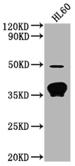 Western Blot. Positive WB detected in: HL60 whole cell lysate. All lanes: OR10P1 antibody at 1:2000. Secondary. Goat polyclonal to rabbit IgG at 1/50000 dilution. Predicted band size: 35 kDa. Observed band size: 35 kDa. 