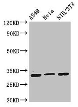 Western Blot. Positive WB detected in: A549 whole cell lysate, Hela whole cell lysate, NIH/3T3 whole cell lysate. All lanes: RPS2 antibody at 2µg/ml. Secondary. Goat polyclonal to rabbit IgG at 1/50000 dilution. Predicted band size: 32 kDa. Observed band size: 32 kDa