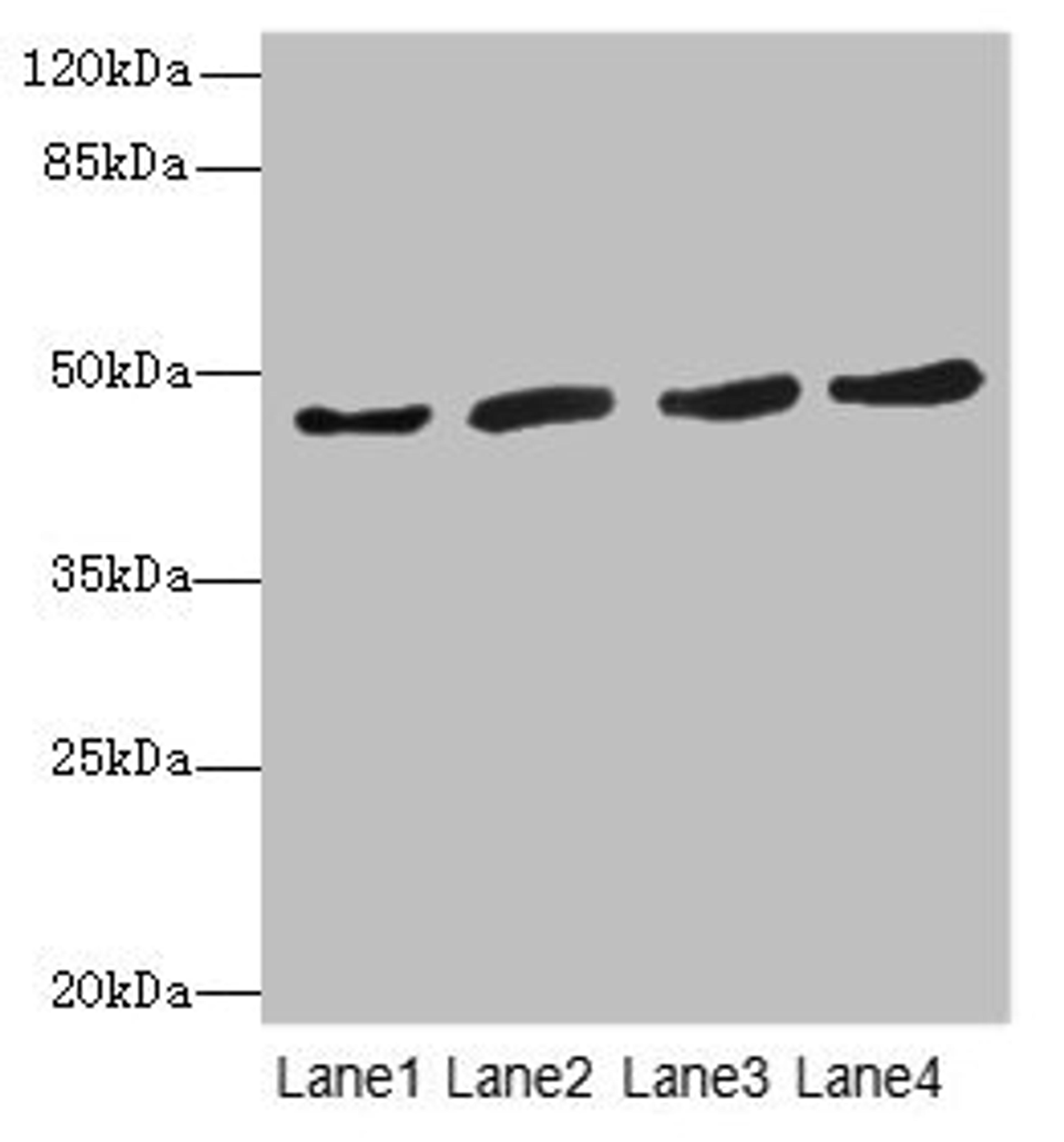 Western blot. All lanes: RASSF5antibody at 5.46ug/ml. Lane 1: Thp-1 whole cell lysate. Lane 2: 293T whole cell lysate. Lane 3: Jurkat whole cell lysate. Lane 4: A549 whole cell lysate. Secondary. Goat polyclonal to rabbit IgG at 1/10000 dilution. Predicted band size: 48, 31, 38 kDa. Observed band size: 48 kDa.