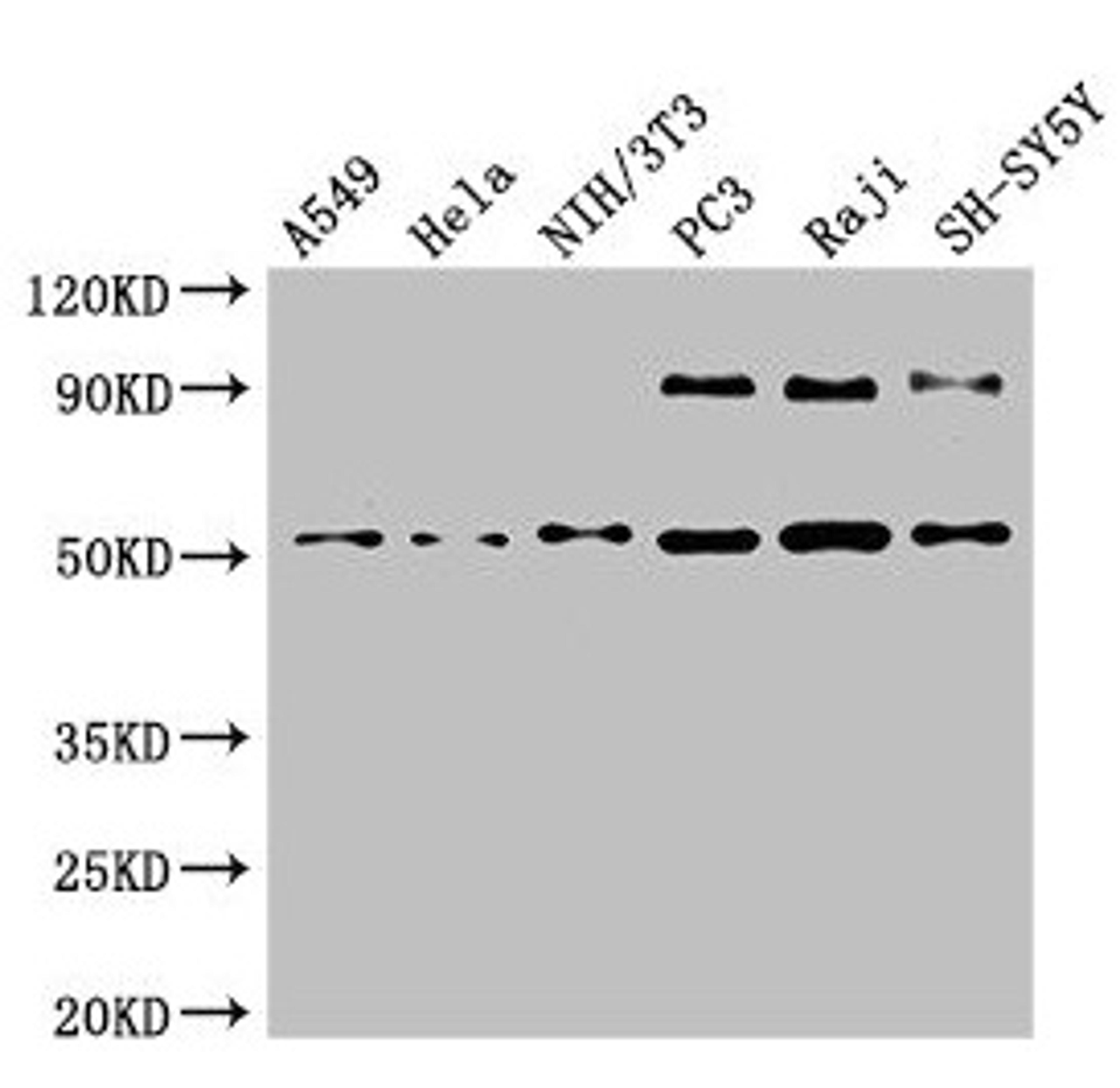 Western Blot. Positive WB detected in: A549 whole cell lysate, Hela whole cell lysate, NIH/3T3 whole cell lysate, PC-3 whole cell lysate, Raji whole cell lysate, SH-SY5Y whole cell lysate. All lanes: BECN1 antibody at 4µg/ml. Secondary. Goat polyclonal to rabbit IgG at 1/50000 dilution. Predicted band size: 52 kDa. Observed band size: 52 kDa