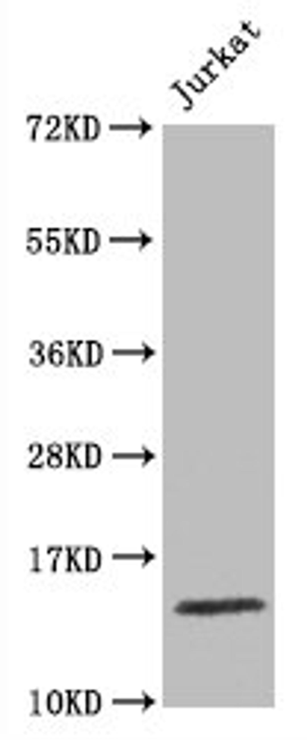 Western Blot. Positive WB detected in Jurkat whole cell lysate. All lanes Histone H3.1 antibody at 1.5μg/ml. Secondary. Goat polyclonal to rabbit IgG at 1/50000 dilution. Predicted band size: 15 KDa. Observed band size: 15 KDa. 