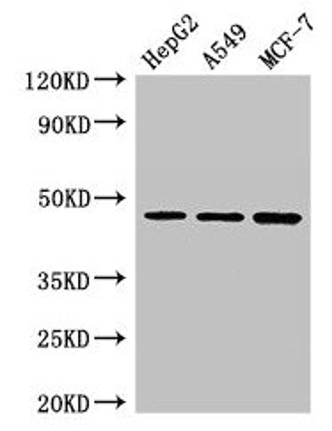 Western Blot. Positive WB detected in: HepG2 whole cell lysate, A549 whole cell lysate, MCF-7 whole cell lysate. All lanes: MAEA antibody at 3µg/ml. Secondary. Goat polyclonal to rabbit IgG at 1/50000 dilution. Predicted band size: 46, 41, 37, 27 kDa. Observed band size: 46 kDa
