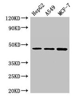 Western Blot. Positive WB detected in: HepG2 whole cell lysate, A549 whole cell lysate, MCF-7 whole cell lysate. All lanes: MAEA antibody at 3µg/ml. Secondary. Goat polyclonal to rabbit IgG at 1/50000 dilution. Predicted band size: 46, 41, 37, 27 kDa. Observed band size: 46 kDa