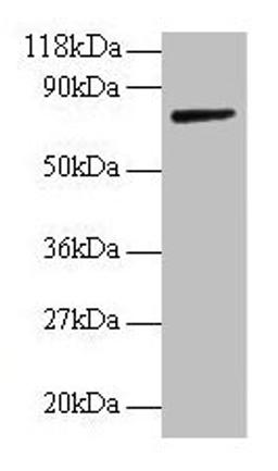 Western blot. All lanes: ANXA6 antibody at 2µg/ml + Rat liver tissue. Secondary. Goat polyclonal to rabbit IgG at 1/10000 dilution. Predicted band size: 76, 73 kDa. Observed band size: 76 kDa