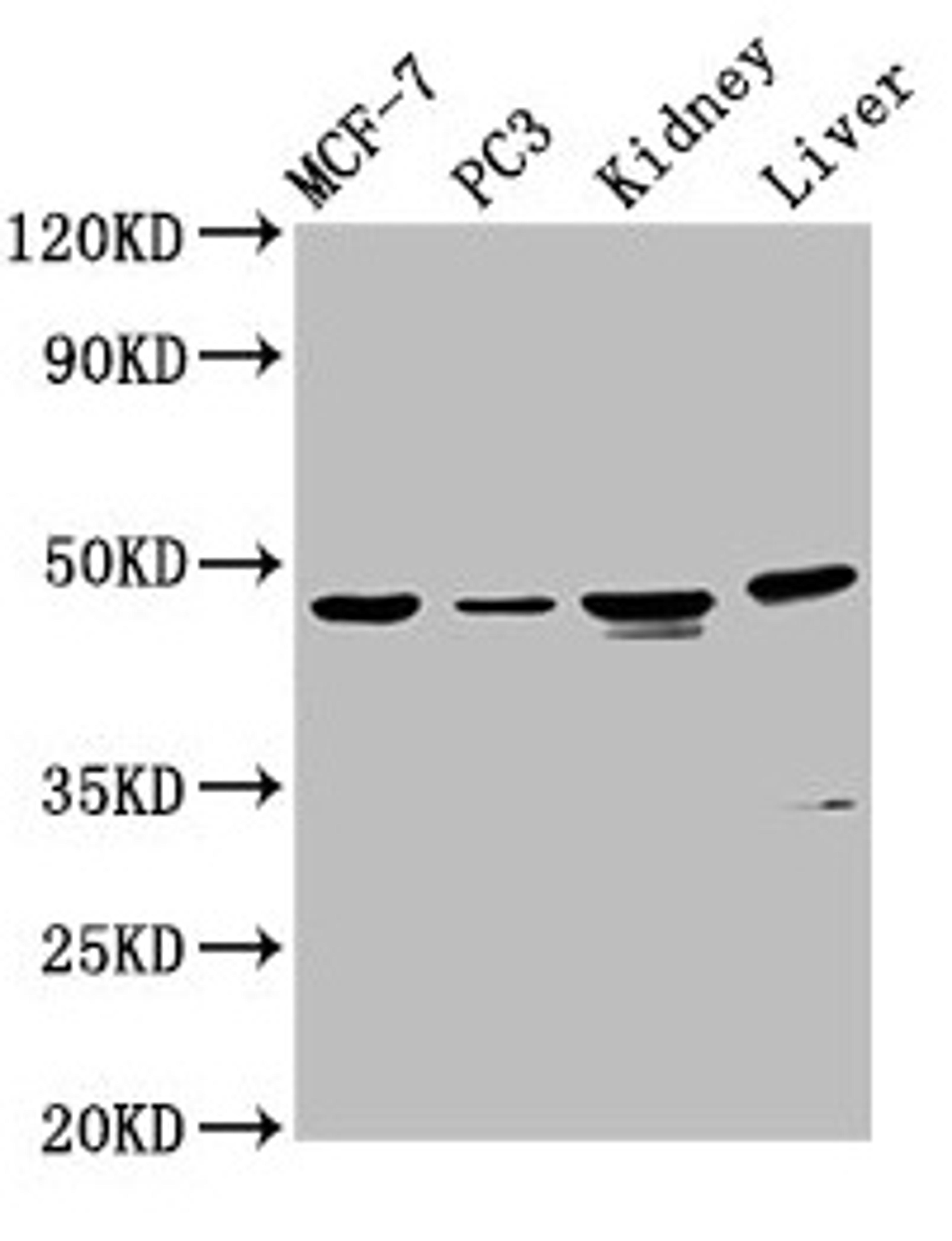 Western Blot. Positive WB detected in: MCF-7 whole cell lysate, PC-3 whole cell lysate, Rat kidney tissue, Mouse liver tissue. All lanes: HPN antibody at 4.5µg/ml. Secondary. Goat polyclonal to rabbit IgG at 1/50000 dilution. Predicted band size: 46 kDa. Observed band size: 46 kDa