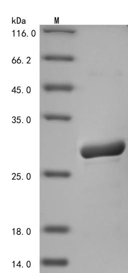 (Tris-Glycine gel) Discontinuous SDS-PAGE (reduced) with 5% enrichment gel and 15% separation gel.