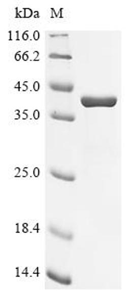 (Tris-Glycine gel) Discontinuous SDS-PAGE (reduced) with 5% enrichment gel and 15% separation gel.
