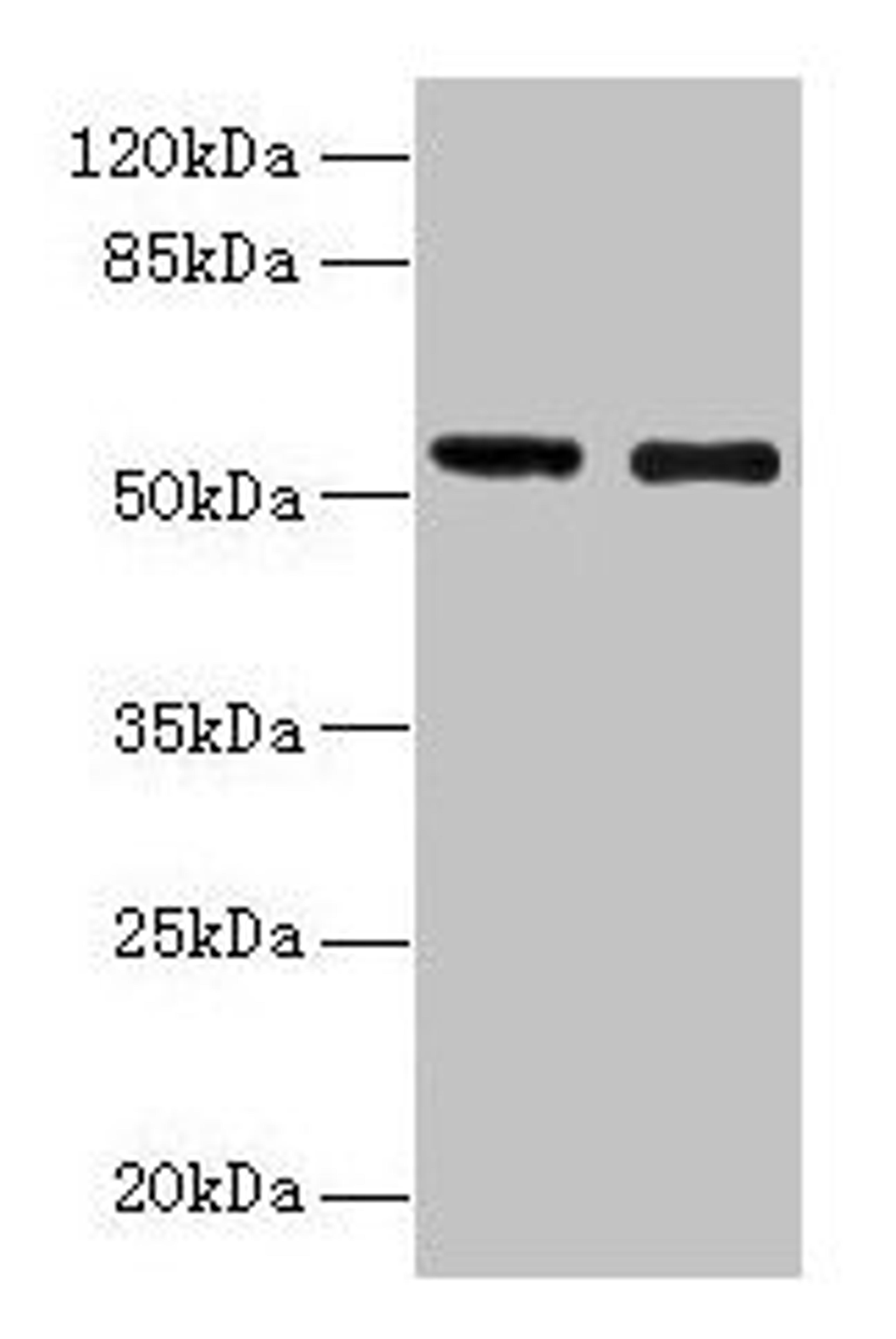 Western blot. All lanes: GLP1R antibody at 12µg/ml. Lane 1: Mouse heart tissue. Lane 2: 293T whole cell lysate. Secondary. Goat polyclonal to rabbit IgG at 1/10000 dilution. Predicted band size: 54 kDa. Observed band size: 54 kDa