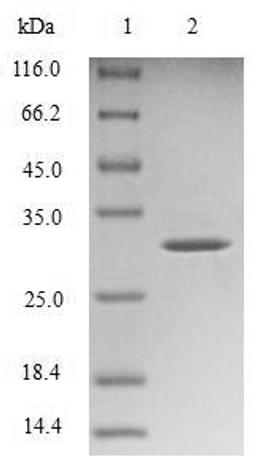 (Tris-Glycine gel) Discontinuous SDS-PAGE (reduced) with 5% enrichment gel and 15% separation gel.