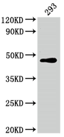 Western Blot. Positive WB detected in: 293 whole cell lysate. All lanes: JUN antibody at 1:2000. Secondary. Goat polyclonal to rabbit IgG at 1/50000 dilution. Predicted band size: 36 kDa. Observed band size: 43 kDa. 