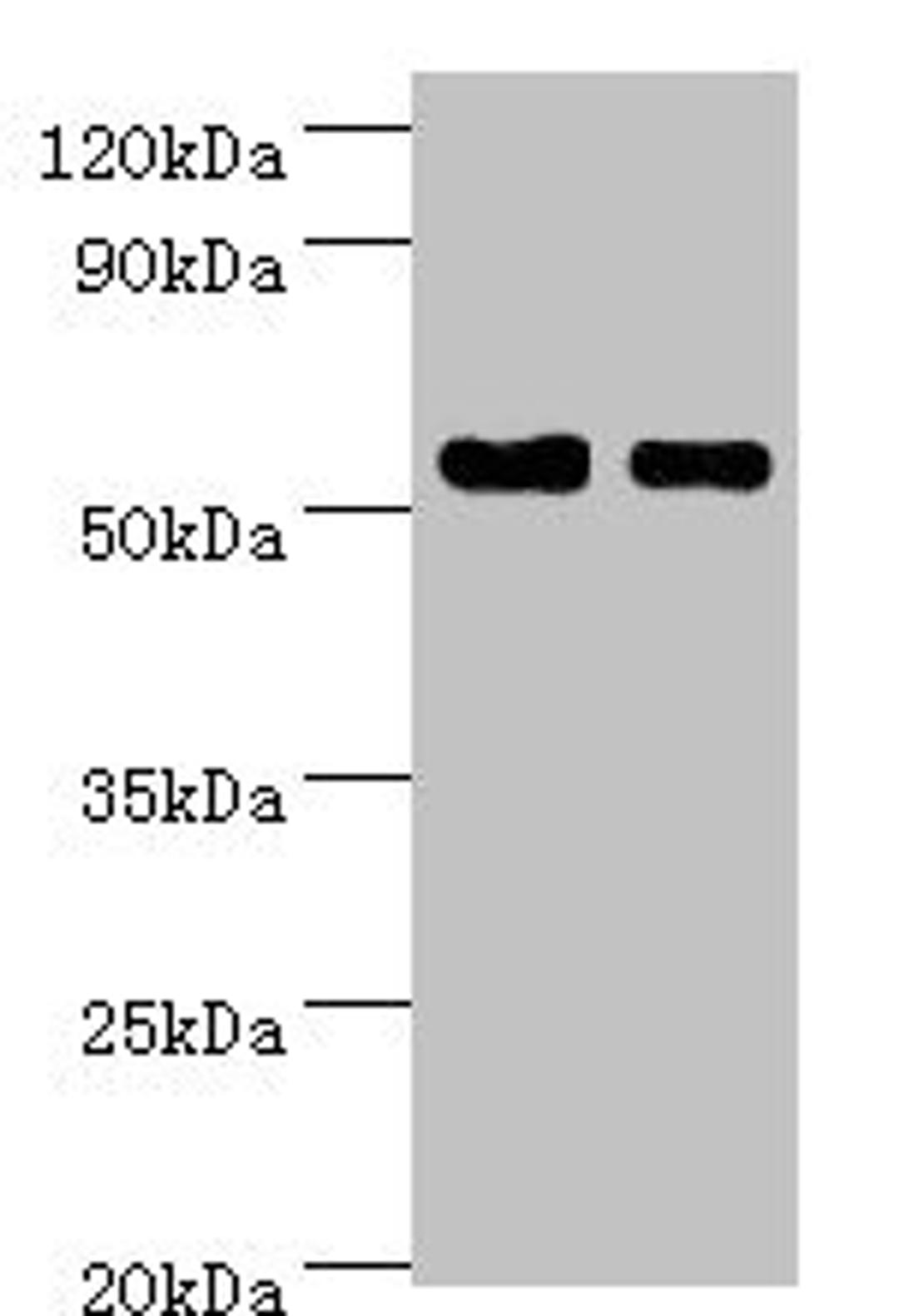 Western blot. All lanes: SHMT1 antibody at 7µg/ml. Lane 1: Hela whole cell lysate. Lane 2: HepG2 whole cell lysate. Secondary. Goat polyclonal to rabbit IgG at 1/10000 dilution. Predicted band size: 54, 50, 45, 38 kDa. Observed band size: 54 kDa