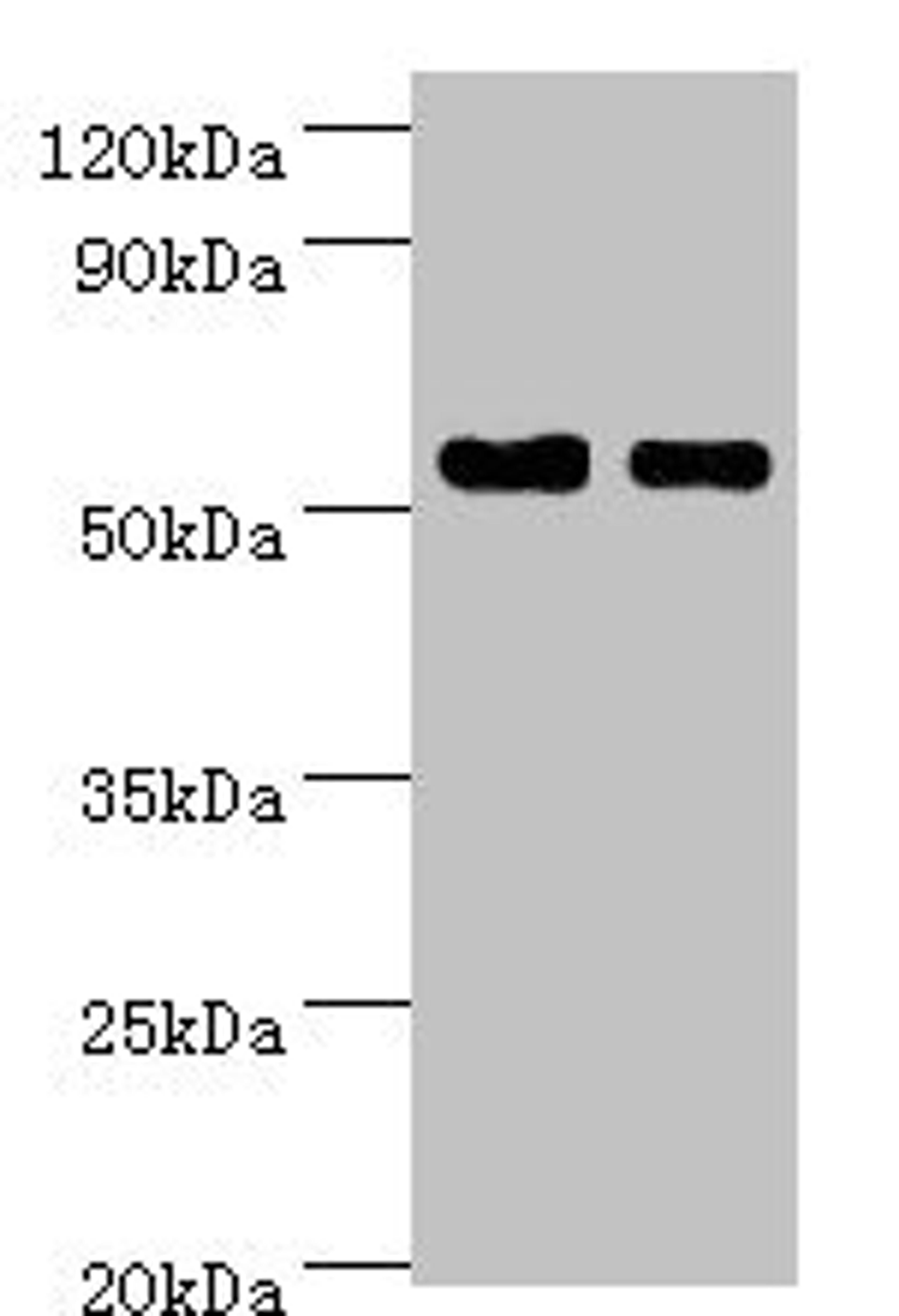 Western blot. All lanes: SHMT1 antibody at 7µg/ml. Lane 1: Hela whole cell lysate. Lane 2: HepG2 whole cell lysate. Secondary. Goat polyclonal to rabbit IgG at 1/10000 dilution. Predicted band size: 54, 50, 45, 38 kDa. Observed band size: 54 kDa