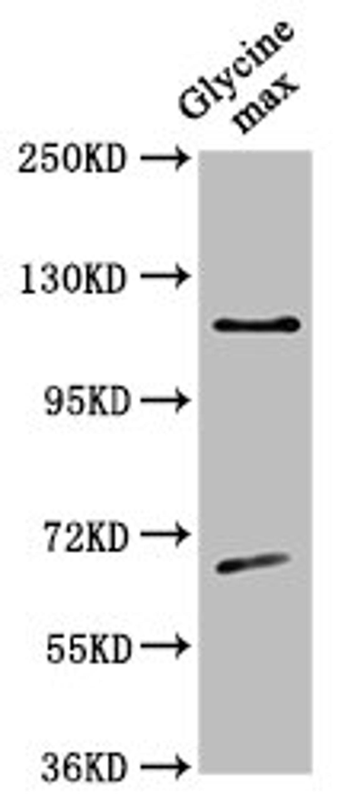 Western Blot. Positive WB detected in: Glycine max leaf tissue. All lanes: CESA4 antibody at 1:500. Secondary. Goat polyclonal to rabbit IgG at 1/50000 dilution. Predicted band size: 120 kDa. Observed band size: 120 kDa. 