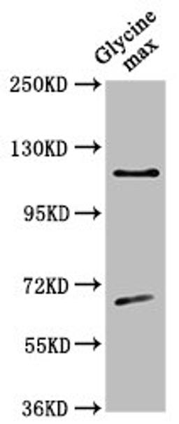 Western Blot. Positive WB detected in: Glycine max leaf tissue. All lanes: CESA4 antibody at 1:500. Secondary. Goat polyclonal to rabbit IgG at 1/50000 dilution. Predicted band size: 120 kDa. Observed band size: 120 kDa. 