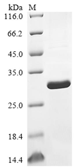 (Tris-Glycine gel) Discontinuous SDS-PAGE (reduced) with 5% enrichment gel and 15% separation gel.