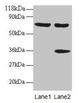 Western blot. All lanes: SYNCRIP antibody at 2µg/ml. Lane 1: EC109 whole cell lysate. Lane 2: 293T whole cell lysate. Secondary. Goat polyclonal to rabbit IgG at 1/15000 dilution. Predicted band size: 70, 66, 63, 59, 47 kDa. Observed band size: 70, 36 kDa