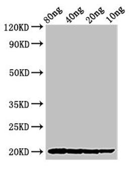 Western Blot. Positive WB detected in Recombinant protein. All lanes: THI2.1 antibody at 2.7ug/ml. Secondary. Goat polyclonal to rabbit IgG at 1/50000 dilution. Predicted band size: 20 kDa. Observed band size: 20 kDa. 