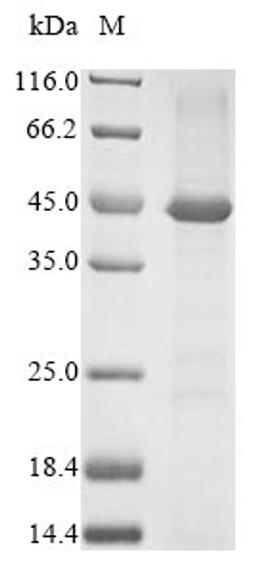 (Tris-Glycine gel) Discontinuous SDS-PAGE (reduced) with 5% enrichment gel and 15% separation gel.
