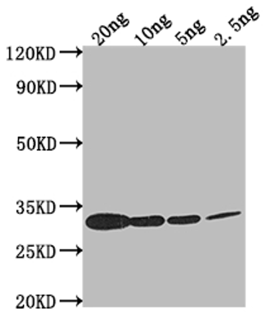 Western Blot. Positive WB detected in Recombinant protein. All lanes: Miraculin antibody at 1:2000. Secondary. Goat polyclonal to rabbit IgG at 1/50000 dilution. Predicted band size: 24.9 kDa. Observed band size: 30 kDa. 