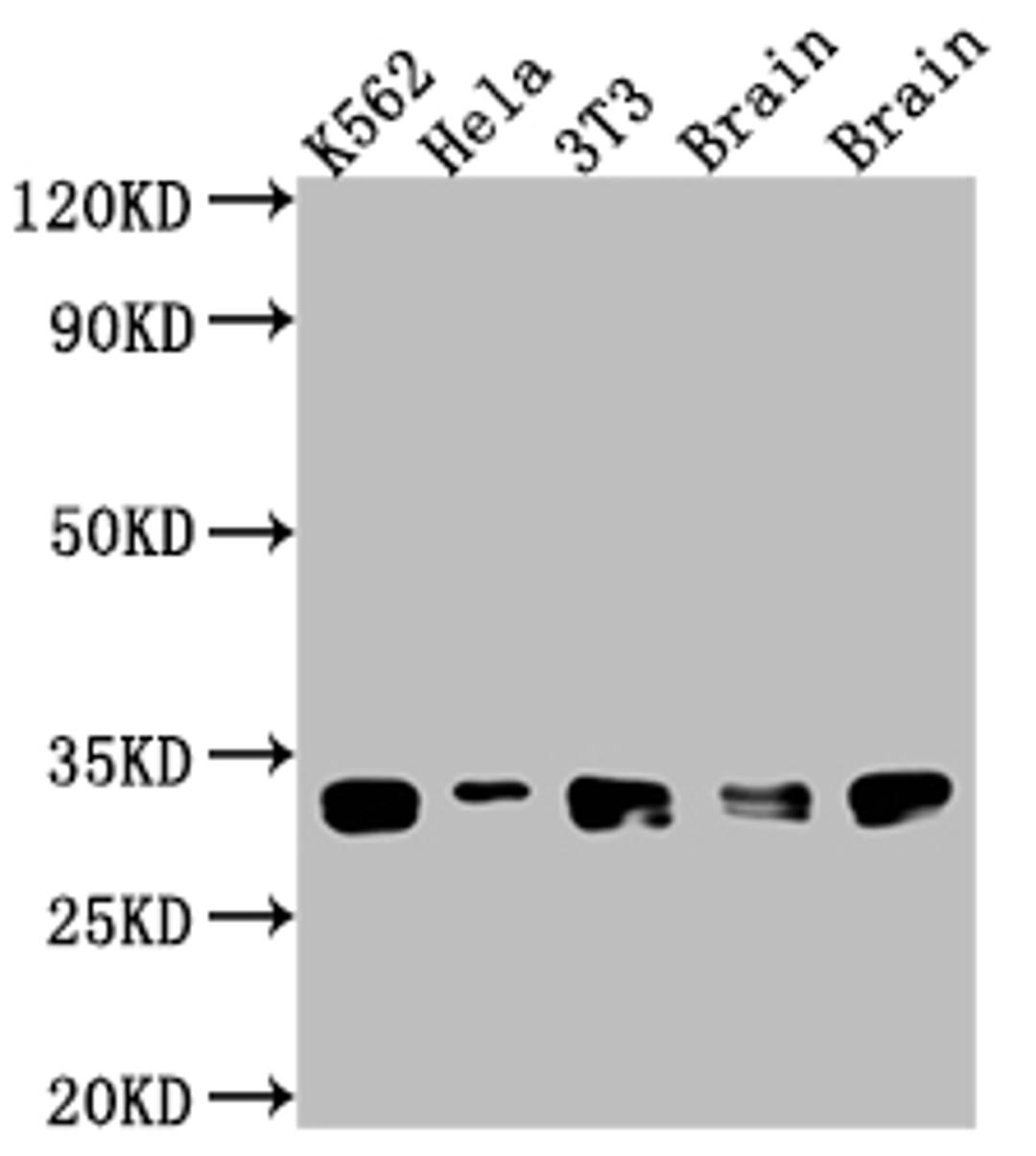 Western Blot. Positive WB detected in: K562 whole cell lysate, Hela whole cell lysate, NIH/3T3 whole cell lysate, Rat Brain whole cell lysate, Mouse Brain whole cell lysate. All lanes: Bcl-XL antibody at 1:1000. Secondary. Goat polyclonal to rabbit IgG at 1/50000 dilution. Predicted band size: 27, 19, 26 kDa. Observed band size: 30 kDa. 