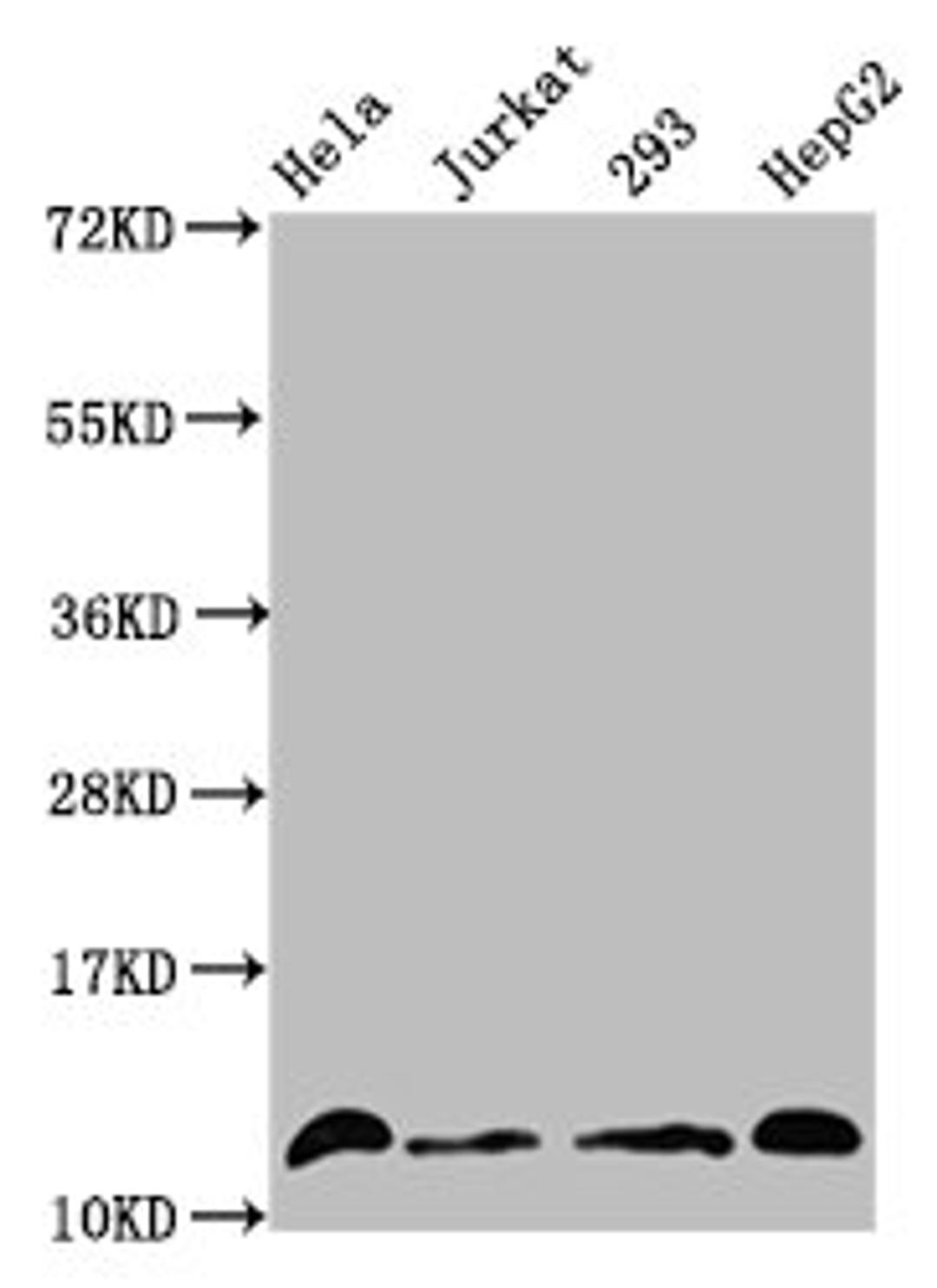 Western Blot. Positive WB detected in: Hela whole cell lysate, Jurkat whole cell lysate, 293 whole cell lysate, HepG2 whole cell lysate (treated by 30mM sodium crotonylate for 4h). All lanes: HIST1H4A antibody at 1.5µg/ml. Secondary. Goat polyclonal to rabbit IgG at 1/50000 dilution. Predicted band size: 12 kDa. Observed band size: 12 kDa