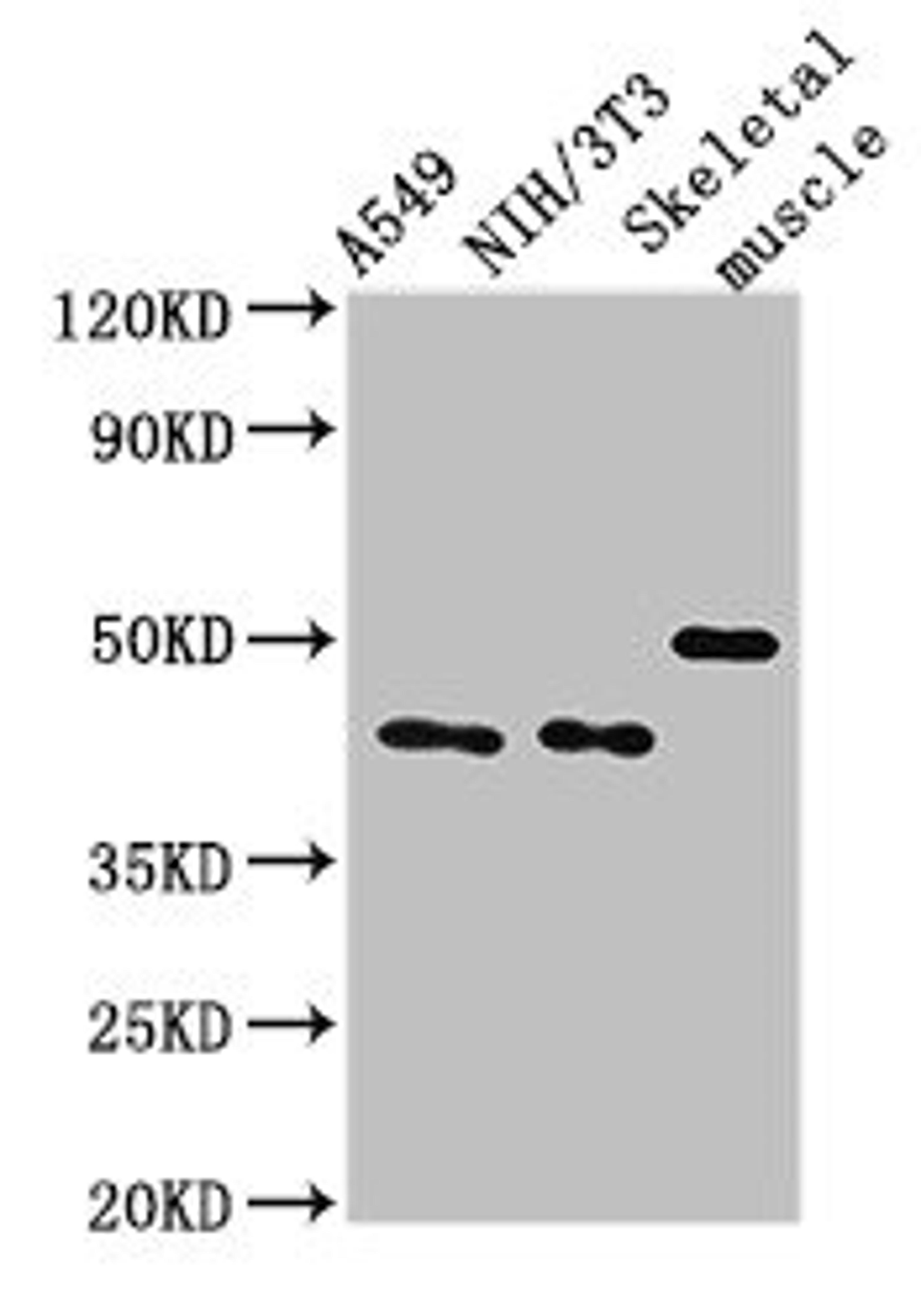 Western Blot. Positive WB detected in: A549 whole cell lysate, NIH/3T3 whole cell lysate, Mouse skeletal muscle tissue. All lanes: TRIM39 antibody at 3ug/ml. Secondary. Goat polyclonal to rabbit IgG at 1/50000 dilution. Predicted band size: 60, 57 kDa. Observed band size: 45, 50 kDa.