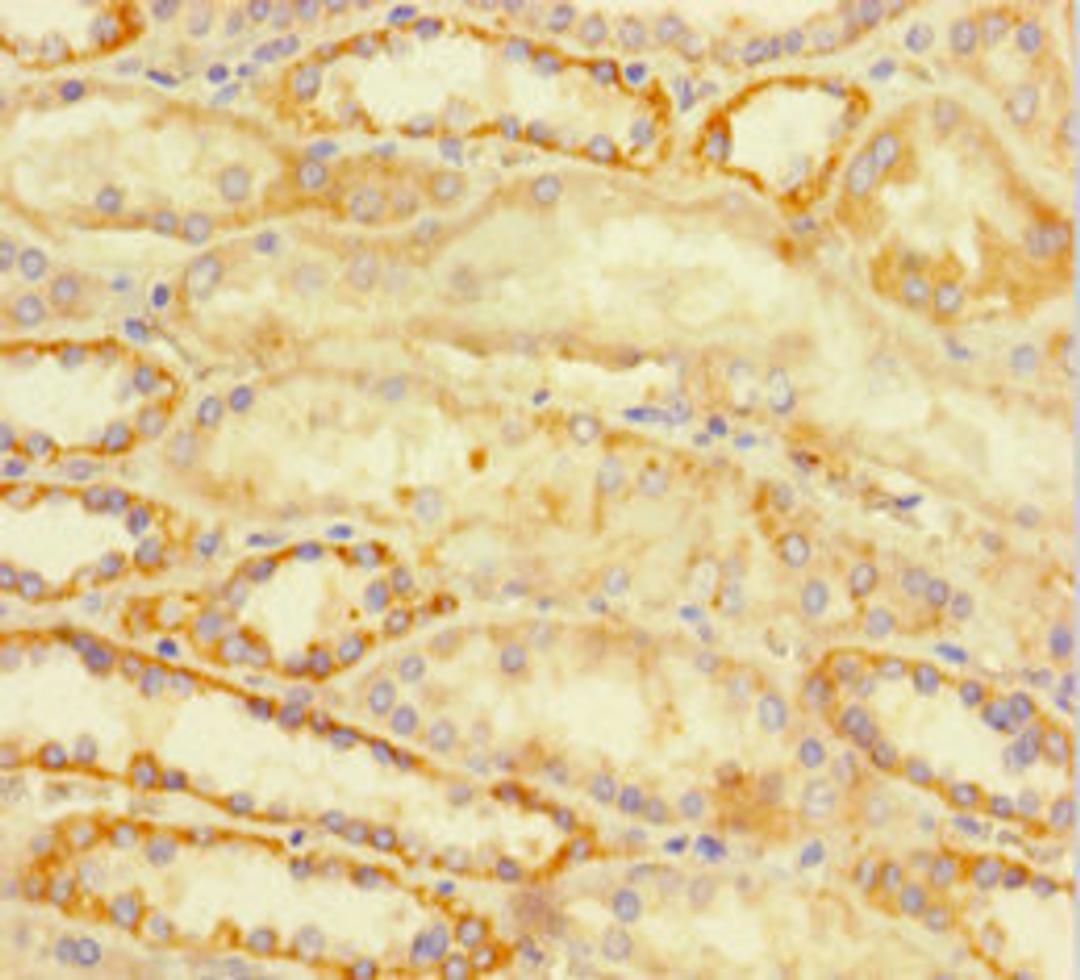Immunohistochemistry of paraffin-embedded human kidney tissue using CSB-PA002437LA01HU at dilution of 1:100