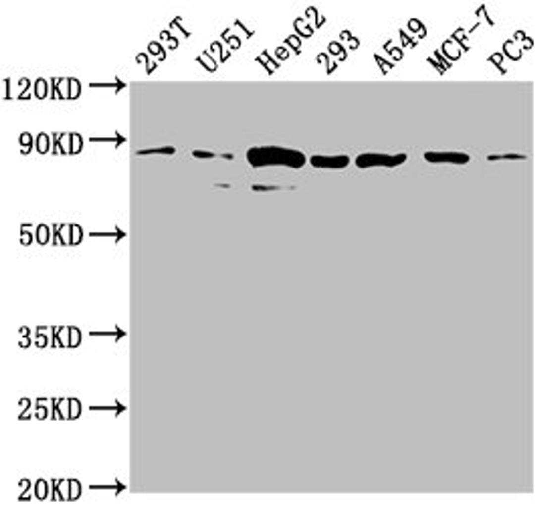 Western Blot. Positive WB detected in: 293T whole cell lysate, U251 whole cell lysate, HepG2 whole cell lysate, 293 whole cell lysate, A549 whole cell lysate, MCF-7 whole cell lysate, PC3 whole cell lysate. All lanes: AMOTL2 antibody at 1:2000. Secondary. Goat polyclonal to rabbit IgG at 1/50000 dilution. Predicted band size: 86, 92 kDa. Observed band size: 86 kDa. 
