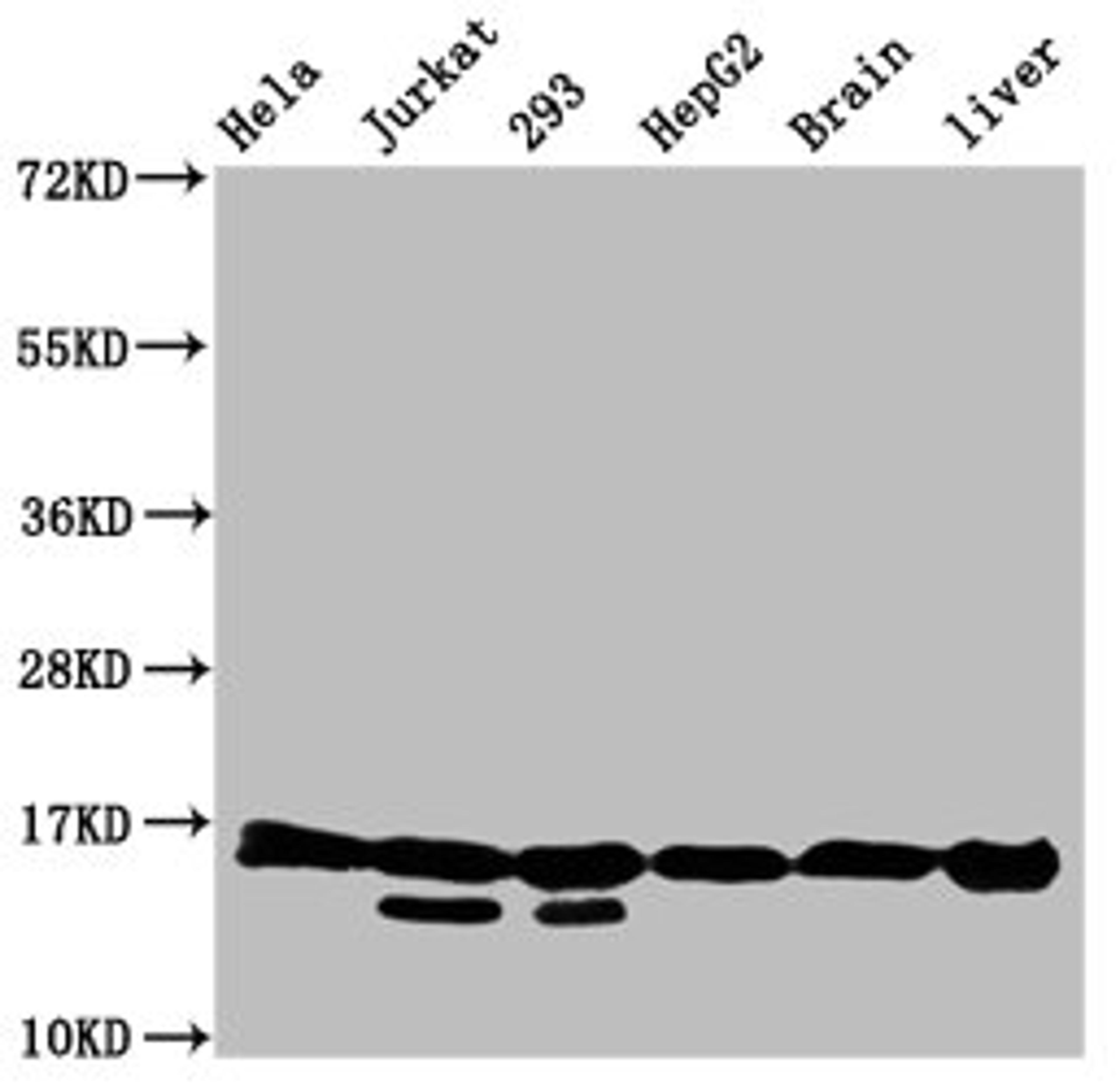 Western Blot. Positive WB detected in: Hela whole cell lysate, Jurkat whole cell lysate, 293 whole cell lysate, HepG2 whole cell lysate, Rat brain tissue, Rat liver tissue. All lanes: HIST1H3A antibody at 0.54µg/ml. Secondary. Goat polyclonal to rabbit IgG at 1/50000 dilution. Predicted band size: 16 kDa. Observed band size: 16 kDa