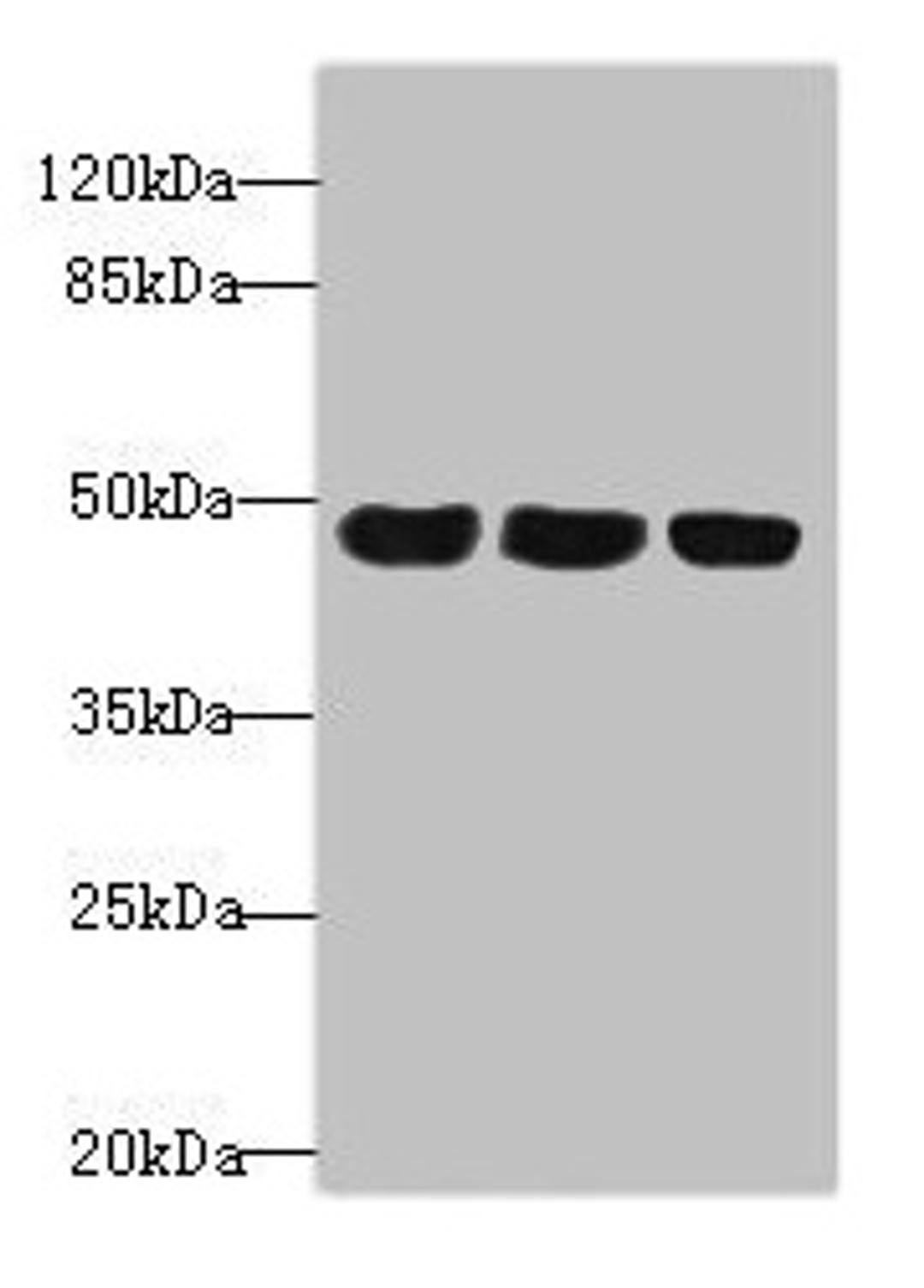 Western blot. All lanes: TXNDC5 antibody at 4.9ug/ml. Lane 1: HepG2 whole cell lysate. Lane 2: Colo320 whole cell lysate. Lane 3: Mouse stomach tissue. Secondary. Goat polyclonal to rabbit IgG at 1/10000 dilution. Predicted band size: 48, 37 kDa. Observed band size: 48 kDa.