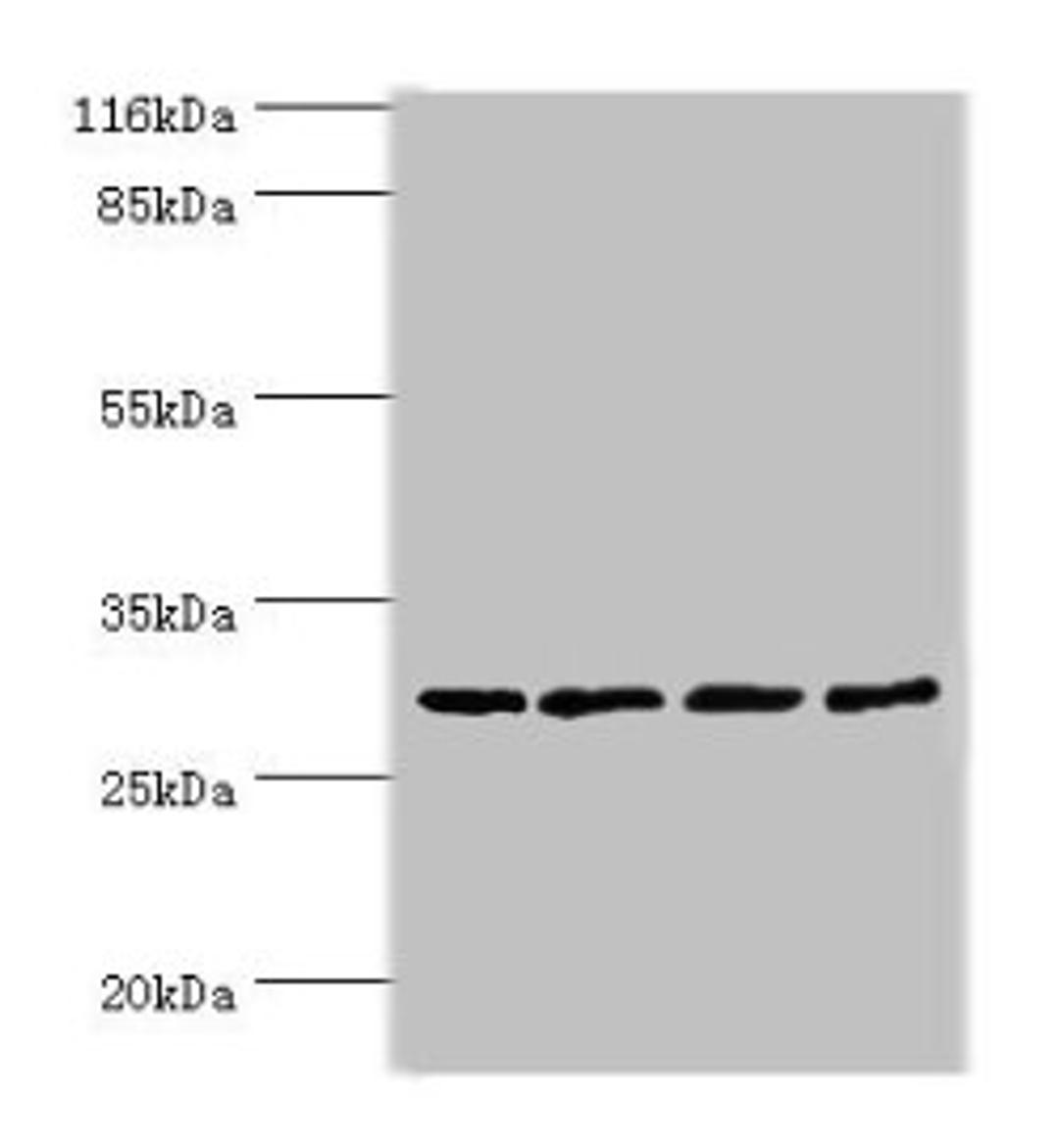 Western blot. All lanes: MAF1 antibody at 2µg/ml. Lane 1: MCF-7 whole cell lysate. Lane 2: PC-3 whole cell lysate. Lane 3: Mouse kidney tissue. Lane 4: A431 whole cell lysate. Secondary. Goat polyclonal to rabbit IgG at 1/10000 dilution. Predicted band size: 29 kDa. Observed band size: 29 kDa