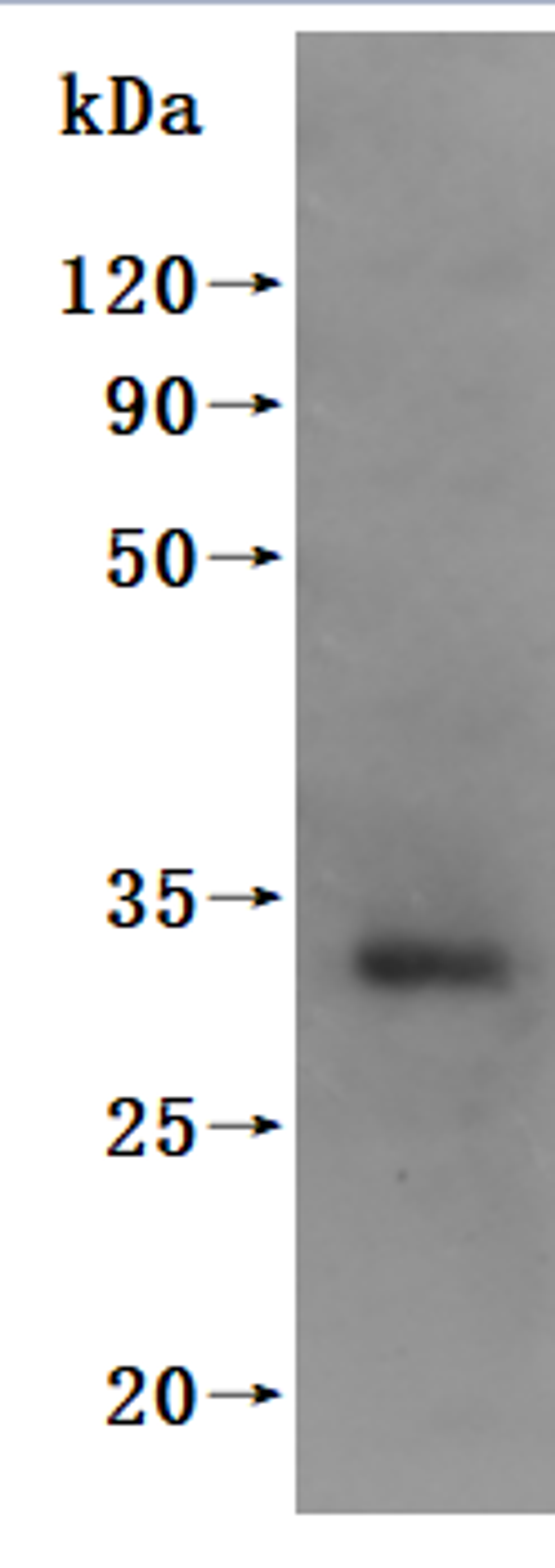 CSB-MP711093HU is detected by Mouse anti-6*His monoclonal antibody.