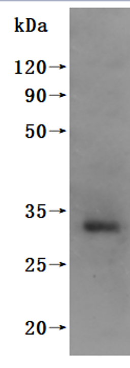 CSB-MP711093HU is detected by Mouse anti-6*His monoclonal antibody.