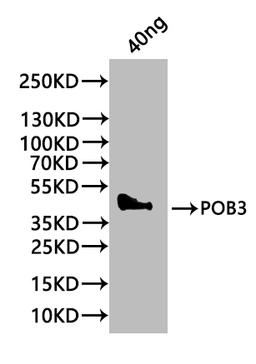 Western Blot. Positive WB detected in: recombinant protein. All lanes:POB3 Antibody at 1:1000. Secondary. Goat polyclonal to rabbit IgG at 1/20000 dilution. Predicted band size: 37 kDa. Observed band size: 44 kDa. 