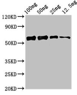 Western Blot. Positive WB detected in Recombinant protein. All lanes: ald1 antibody at 2.4ug/ml. Secondary. Goat polyclonal to rabbit IgG at 1/50000 dilution. predicted band size: 57 kDa. observed band size: 57 kDa. 