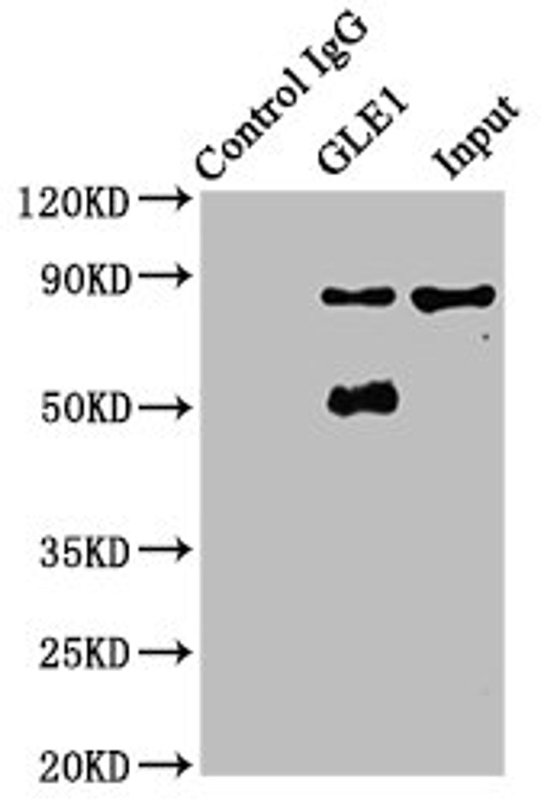 Immunoprecipitating GLE1 in A549 whole cell lysate. Lane 1: Rabbit control IgG instead of CSB-PA700651EA01HU in A549 whole cell lysate. For western blotting, a HRP-conjugated Protein G antibody was used as the secondary antibody (1/2000). Lane 2: CSB-PA700651EA01HU (6µg) + A549 whole cell lysate (500µg). Lane 3: A549 whole cell lysate (20µg)