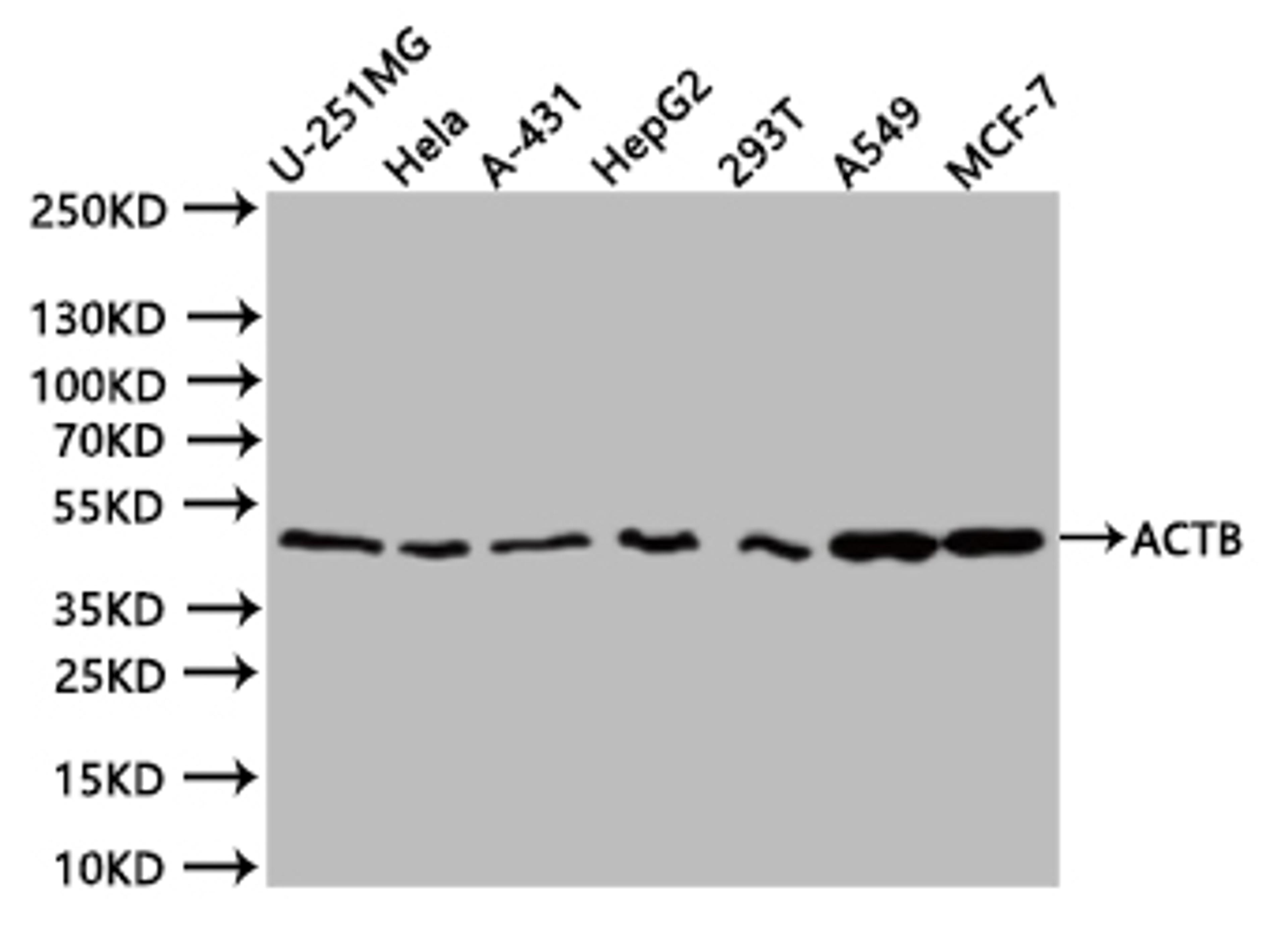 Western BlotPositive WB detected in:U251 whole cell lysate (20µg), Hela whole cell lysate (20µg), HepG2 whole cell lysate (20µg), 293T whole cell lysate (20µg), A549 whole cell lysate (20µg), MCF7 whole cell lysate (20µg)All lanes: ACTB antibody at 1:1000SecondaryGoat polyclonal to mouse IgG at 1/40000 dilutionPredicted band size:42 kDaObserved band size:42 kDaExposure time:20s
