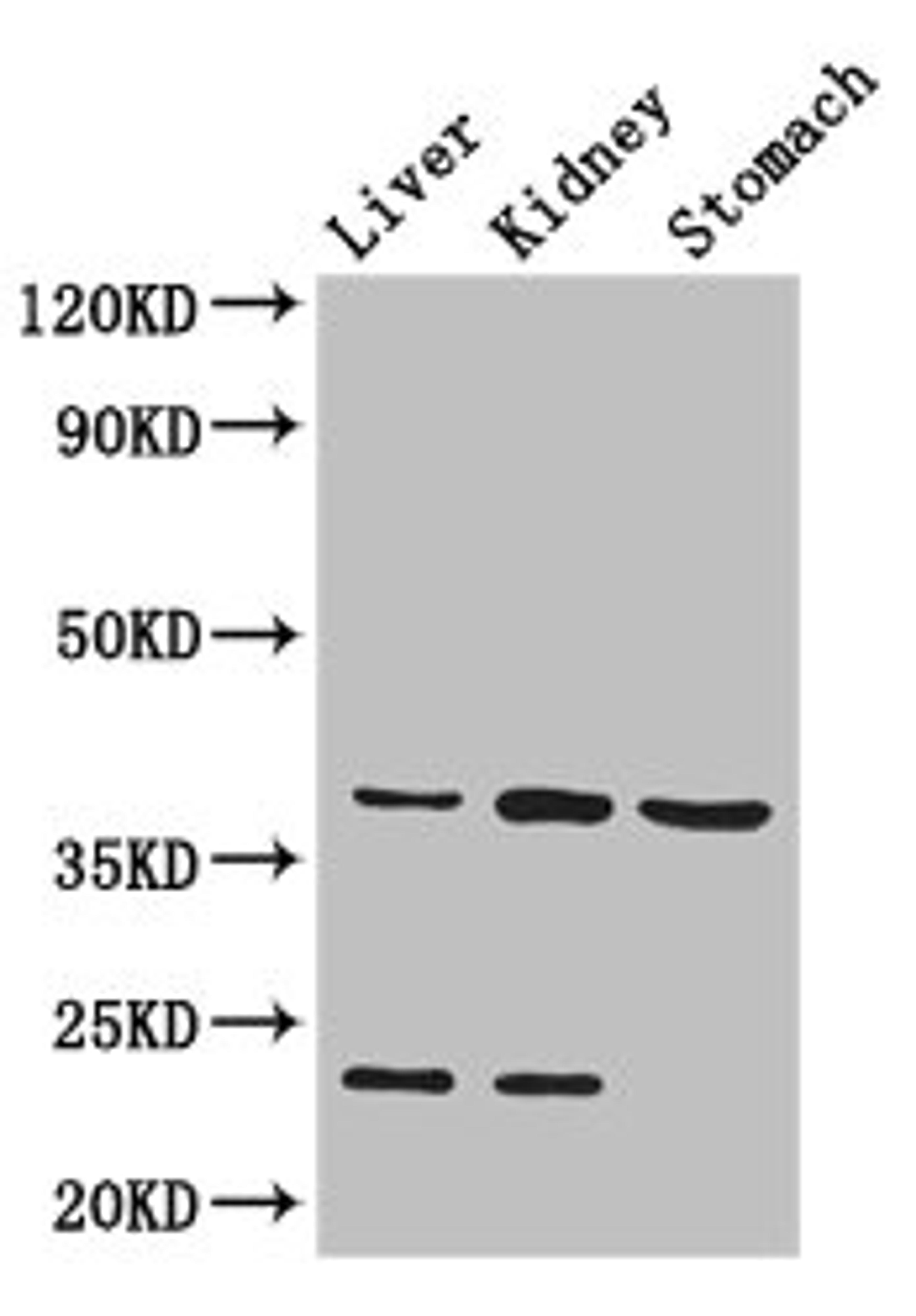 Western Blot. Positive WB detected in: Mouse liver tissue, Mouse kidney tissue, Mouse stomach tissue. All lanes: Akr1a1 antibody at 2.8ug/ml. Secondary. Goat polyclonal to rabbit IgG at 1/50000 dilution. Predicted band size: 37 kDa. Observed band size: 37, 23 kDa.