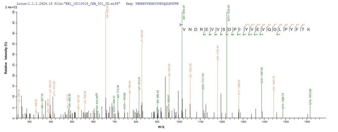 Based on the SEQUEST from database of Mammalian Cell host and target protein, the LC-MS/MS Analysis result of CSB-MP013706RA could indicate that this peptide derived from Mammalian Cell-expressed Rattus norvegicus (Rat) Mertk.