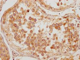 IHC image of CSB-PA823893LA01HU diluted at 1:200 and staining in paraffin-embedded human testis tissue performed on a Leica BondTM system. After dewaxing and hydration, antigen retrieval was mediated by high pressure in a citrate buffer (pH 6.0). Section was blocked with 10% normal goat serum 30min at RT. Then primary antibody (1% BSA) was incubated at 4°C overnight. The primary is detected by a Goat anti-rabbit polymer IgG labeled by HRP and visualized using 0.05% DAB.