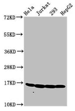 Western Blot. Positive WB detected in: Hela whole cell lysate, Jurkat whole cell lysate, 293 whole cell lysate, HepG2 whole cell lysate. All lanes: HIST1H3A antibody at 1.2µg/ml. Secondary. Goat polyclonal to rabbit IgG at 1/50000 dilution. Predicted band size: 16 kDa. Observed band size: 16 kDa