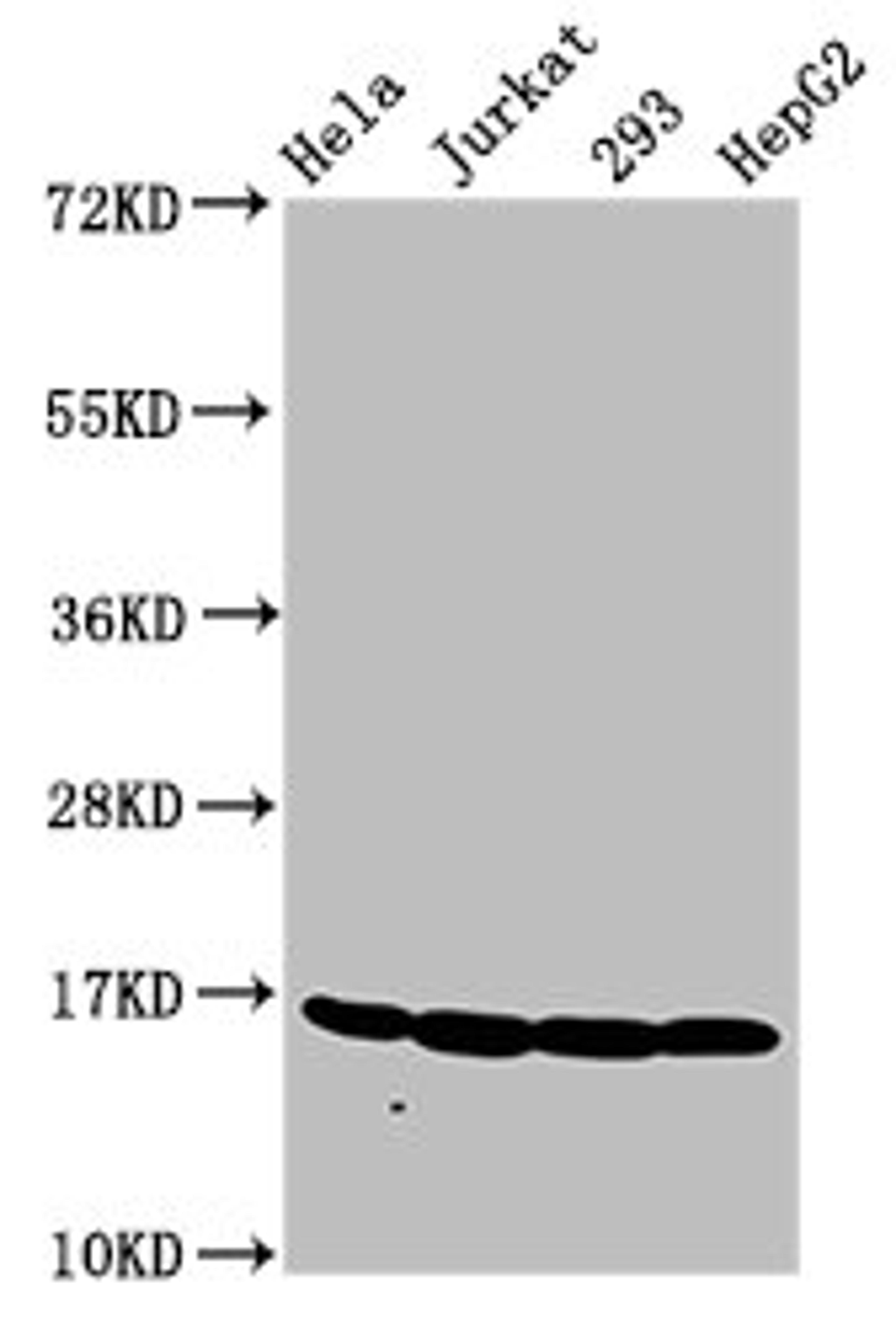 Western Blot. Positive WB detected in: Hela whole cell lysate, Jurkat whole cell lysate, 293 whole cell lysate, HepG2 whole cell lysate. All lanes: HIST1H3A antibody at 1.2µg/ml. Secondary. Goat polyclonal to rabbit IgG at 1/50000 dilution. Predicted band size: 16 kDa. Observed band size: 16 kDa