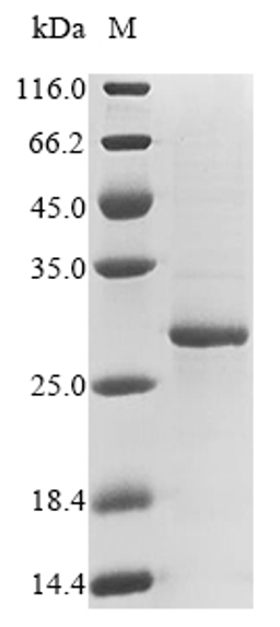 (Tris-Glycine gel) Discontinuous SDS-PAGE (reduced) with 5% enrichment gel and 15% separation gel.