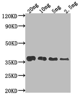 Western Blot. Positive WB detected in Recombinant protein. All lanes: F17a-A antibody at 1:2000. Secondary. Goat polyclonal to rabbit IgG at 1/50000 dilution. Predicted band size: 32.4 kDa. Observed band size: 38 kDa. 
