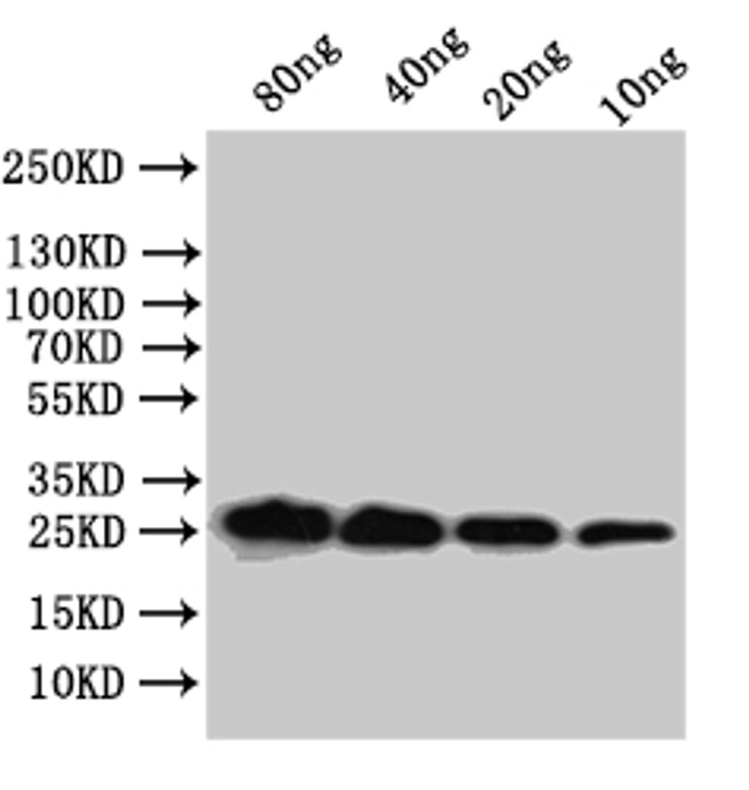 Western Blot. Positive WB detected in: recombinant protein. All lanes:mpt64 Antibody at 1:1000. Secondary. Goat polyclonal to rabbit IgG at 1/50000 dilution. Predicted band size: 26.5 kDa. Observed band size: 27 kDa. 