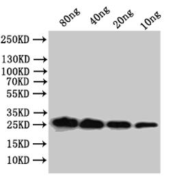 Western Blot. Positive WB detected in: recombinant protein. All lanes:mpt64 Antibody at 1:1000. Secondary. Goat polyclonal to rabbit IgG at 1/50000 dilution. Predicted band size: 26.5 kDa. Observed band size: 27 kDa. 