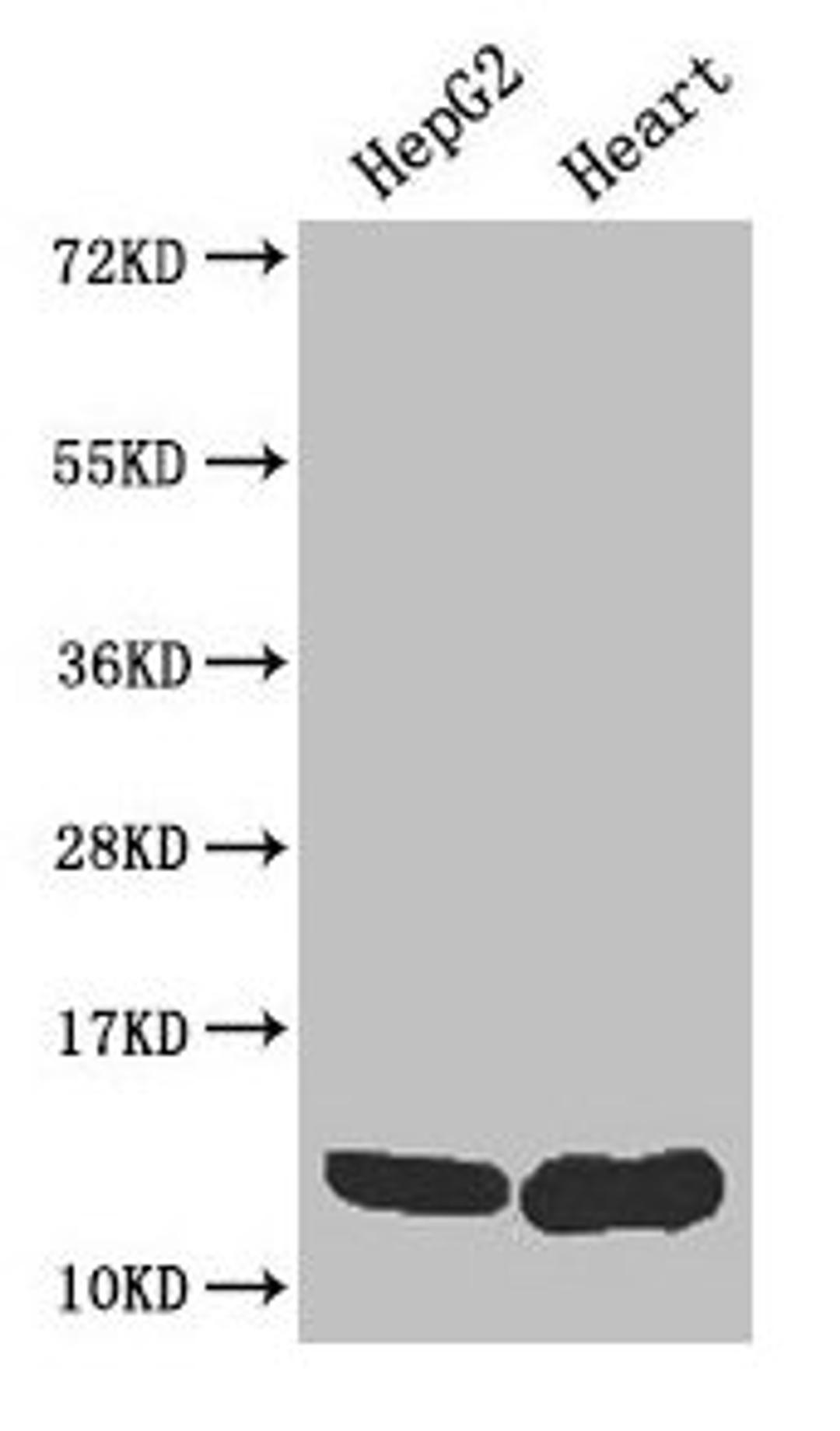 Western Blot. Positive WB detected in: HepG2 whole cell lysate, Mouse heart tissue. All lanes: WFDC2 antibody at 4µg/ml. Secondary. Goat polyclonal to rabbit IgG at 1/50000 dilution. Predicted band size: 13, 9, 12 kDa. Observed band size: 13 kDa