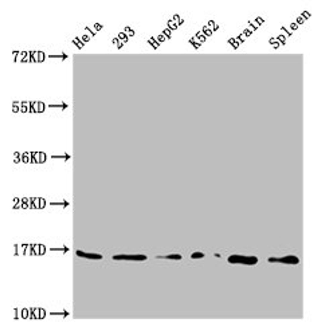 Western Blot. Positive WB detected in: Hela whole cell lysate, 293 whole cell lysate, HepG2 whole cell lysate, K562 whole cell lysate, Rat brain tissue, Rat spleen tissue. All lanes: H3F3A antibody at 0.73µg/ml. Secondary. Goat polyclonal to rabbit IgG at 1/50000 dilution. Predicted band size: 16 kDa. Observed band size: 16 kDa